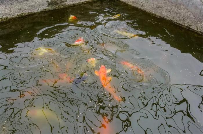 壹号娱乐 - NG大舞台,有梦你就来